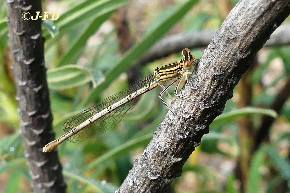 Platycnemis pennipes in Puglia